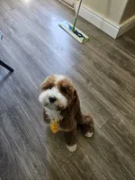 Ollie, a male Goldendoodle for sale in Fresno, CA – 9 of 9