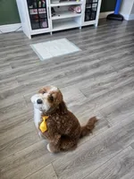 Ollie, a male Goldendoodle for sale in Fresno, CA – 7 of 9