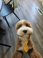 Ollie, a male Goldendoodle for sale in Fresno, CA – 3 of 9