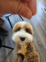 Ollie, a male Goldendoodle for sale in Fresno, CA – 5 of 9