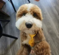 Ollie, a male Goldendoodle for sale in Fresno, CA – 2 of 9