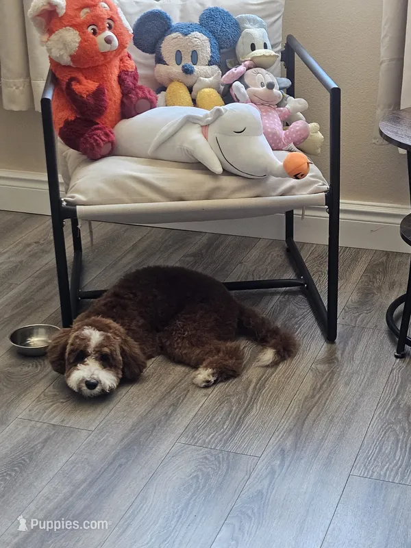 Ollie – Goldendoodle puppy for sale in Fresno, CA