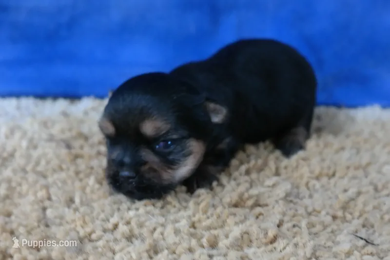 ID:16 – Morkie puppy for sale in Tama, IA