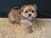 ID:003, a male Morkie for sale in Tama, IA – 3 of 3
