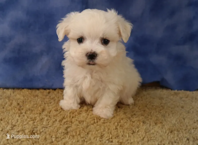 ID:16 – Maltese puppy for sale in Tama, IA