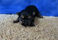 ID:16, a male Morkie for sale in Tama, IA – 2 of 3