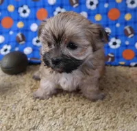 ID:011, a female Morkie for sale in Tama, IA – 2 of 3