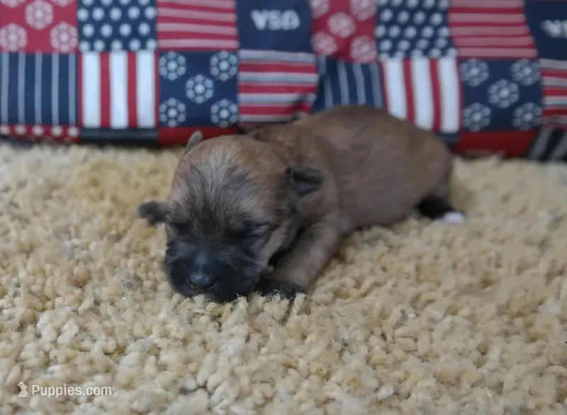 ID:008 – Morkie puppy for sale in Tama, IA