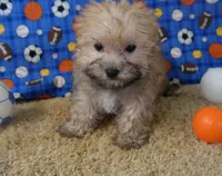 ID:006, a male Morkie for sale in Tama, IA – 3 of 3