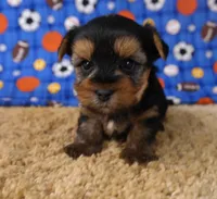 ID:013, a male Morkie for sale in Tama, IA – 3 of 3