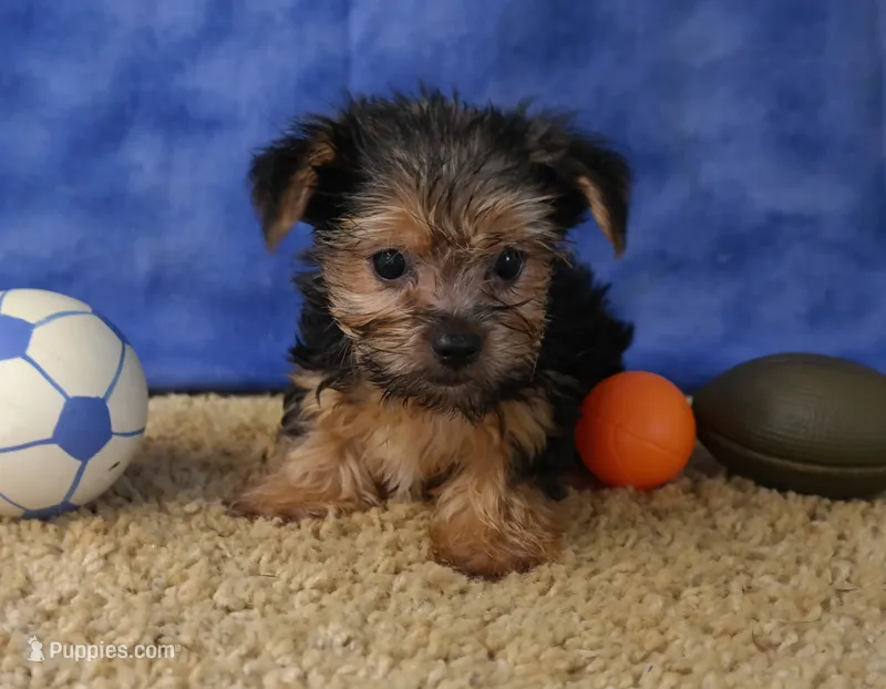 ID:012 – Morkie puppy for sale in Tama, IA