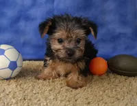 ID:012, a female Morkie for sale in Tama, IA – 1 of 3