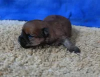ID:015, a female Morkie for sale in Tama, IA – 2 of 3
