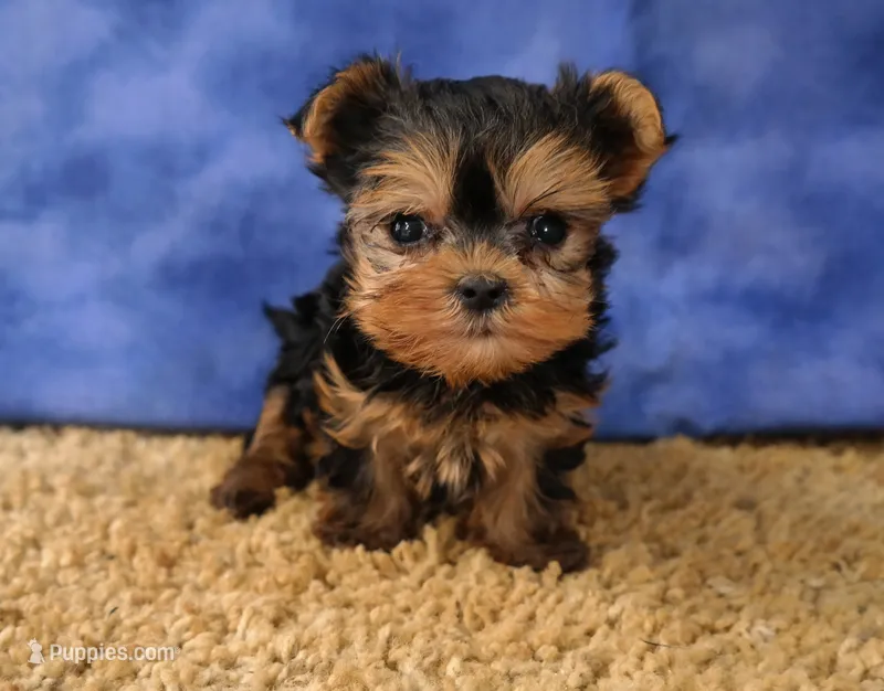 ID:19 – Morkie puppy for sale in Tama, IA