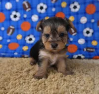 ID:012, a female Morkie for sale in Tama, IA – 3 of 3