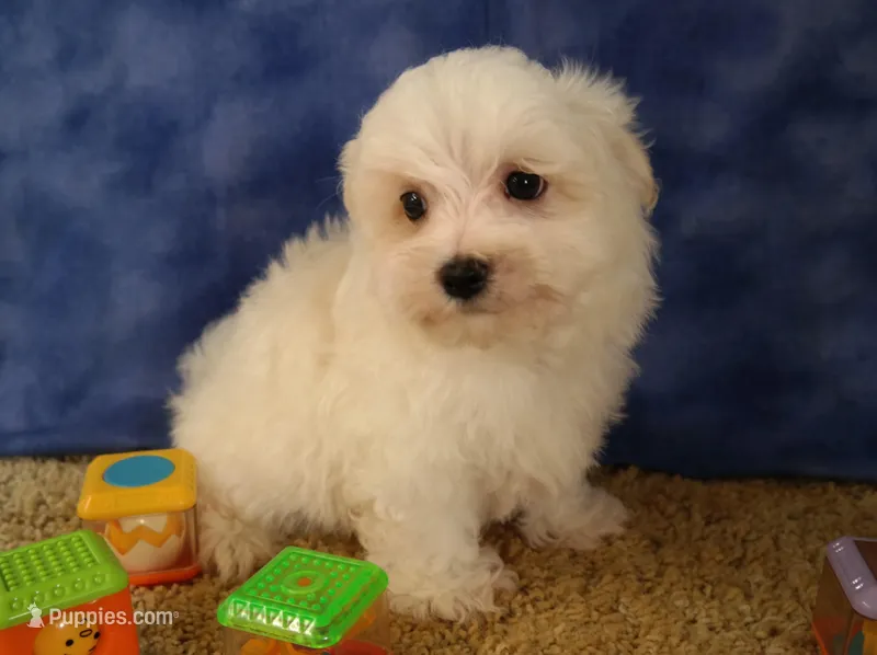 ID:004 – Maltese puppy for sale in Tama, IA