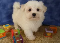 ID:004, a male Maltese for sale in Tama, IA – Photo 3 of 3