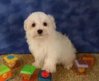ID:004, a male Maltese for sale in Tama, IA – Photo 2 of 3