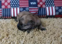 ID:008, a female Morkie for sale in Tama, IA – 2 of 3