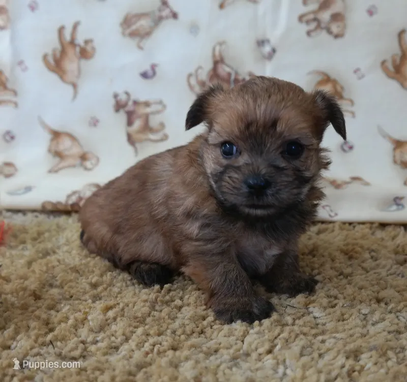 ID:015 – Morkie puppy for sale in Tama, IA