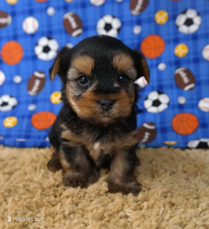 ID:013 – Morkie puppy for sale in Tama, IA