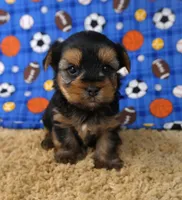 ID:013, a male Morkie for sale in Tama, IA – 1 of 3