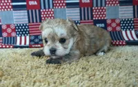 ID:010, a female Morkie for sale in Tama, IA – 1 of 3