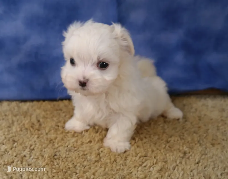 ID:18 – Maltese puppy for sale in Tama, IA