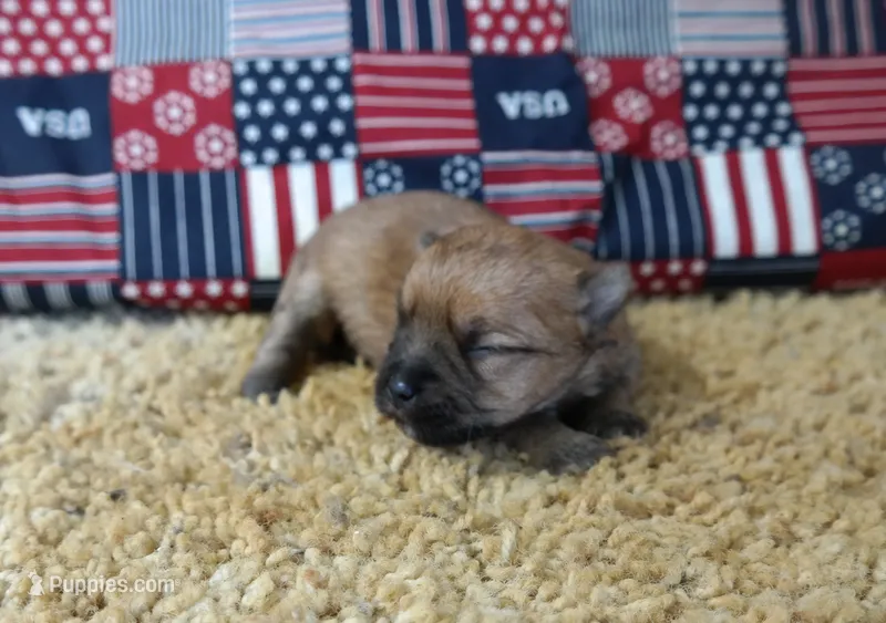 ID:009 – Morkie puppy for sale in Tama, IA