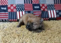ID:009, a male Morkie for sale in Tama, IA – 1 of 3