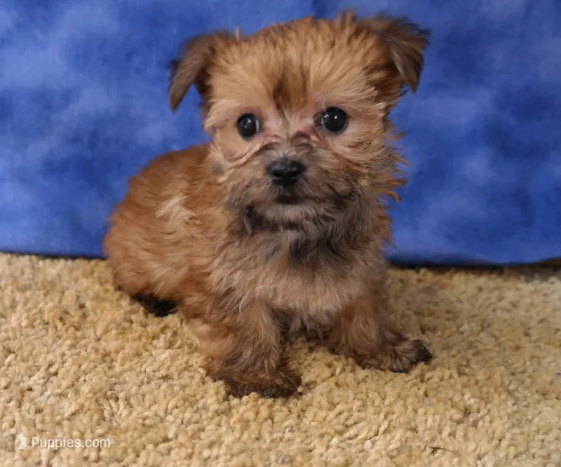 ID:15 – Morkie puppy for sale in Tama, IA