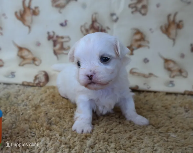 ID:18 – Maltese puppy for sale in Tama, IA
