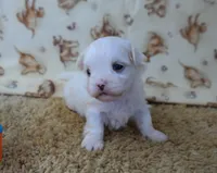 ID:18, a female Maltese for sale in Tama, IA – 1 of 3