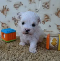 ID:16, a male Maltese for sale in Tama, IA – 2 of 3