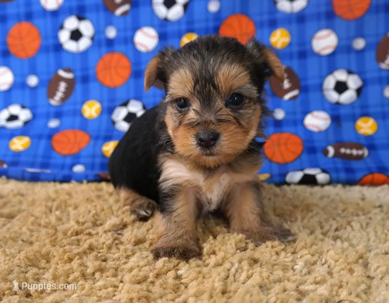 ID:012 – Morkie puppy for sale in Tama, IA