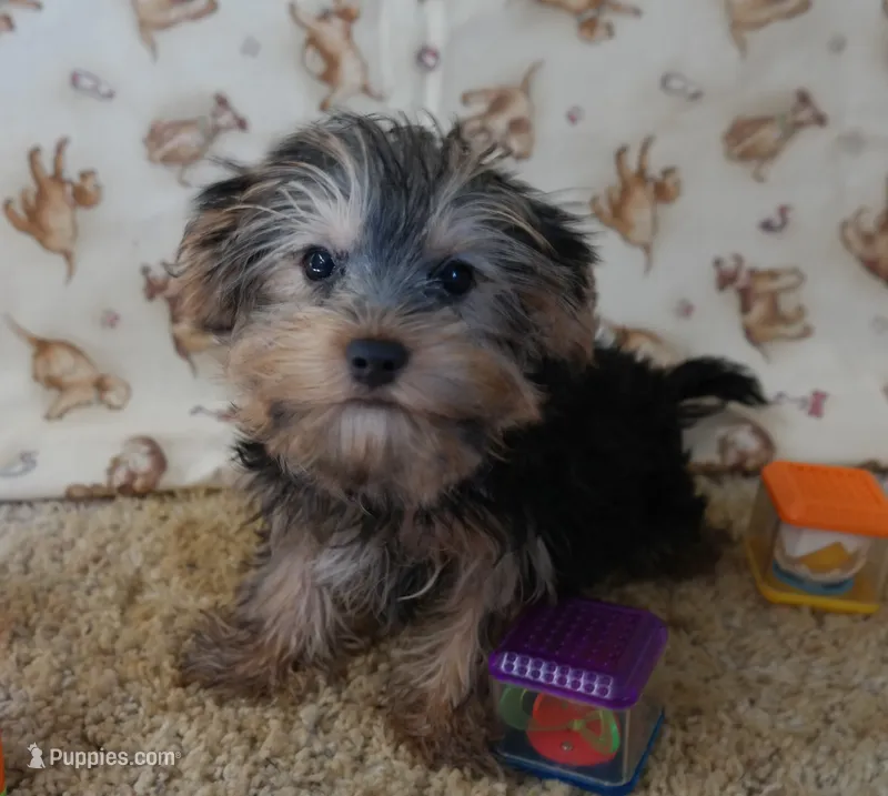 ID:17 – Morkie puppy for sale in Tama, IA