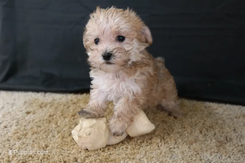 ID:005 – Morkie puppy for sale in Tama, IA