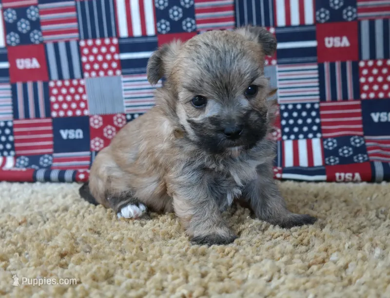 ID:009 – Morkie puppy for sale in Tama, IA