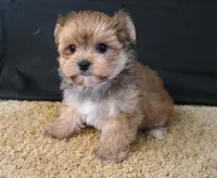 ID:003, a male Morkie for sale in Tama, IA – 2 of 3