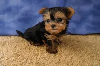 ID:19, a female Morkie for sale in Tama, IA – 3 of 3