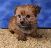 ID:15, a female Morkie for sale in Tama, IA – 3 of 3