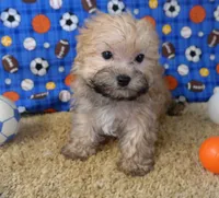 ID:006, a male Morkie for sale in Tama, IA – 2 of 3