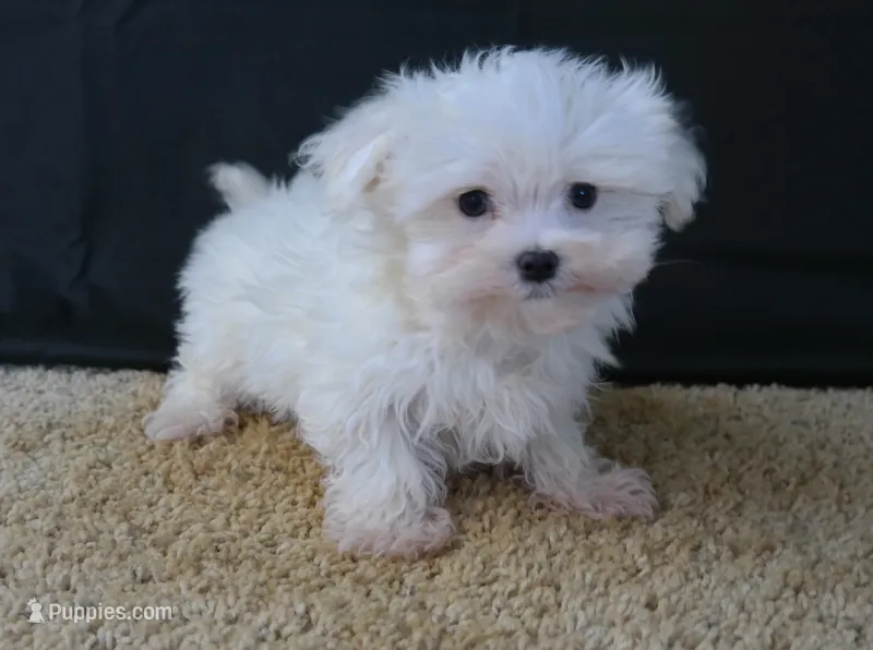 ID:01 – Maltese puppy for sale in Tama, IA