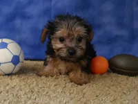 ID:012, a female Morkie for sale in Tama, IA – 3 of 3