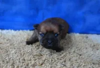 ID:015, a female Morkie for sale in Tama, IA – 3 of 3