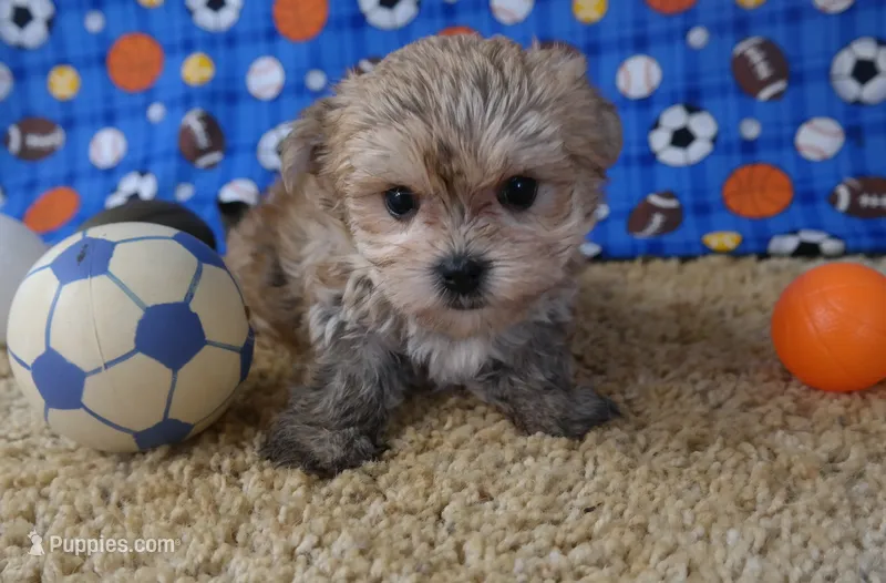 ID:010 – Morkie puppy for sale in Tama, IA