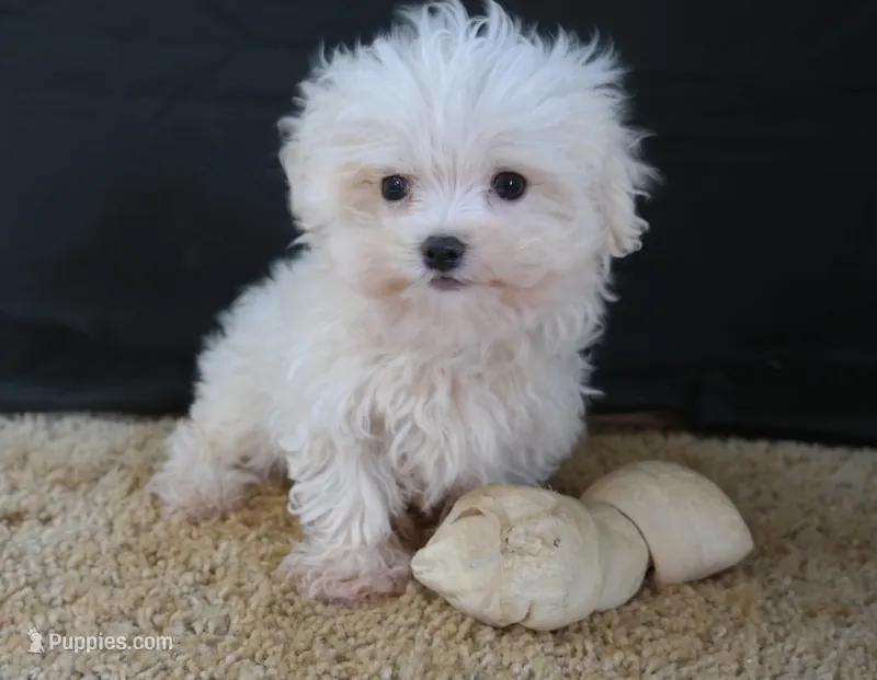 ID:01 – Maltese puppy for sale in Tama, IA