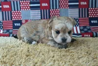 ID:010, a female Morkie for sale in Tama, IA – 2 of 3