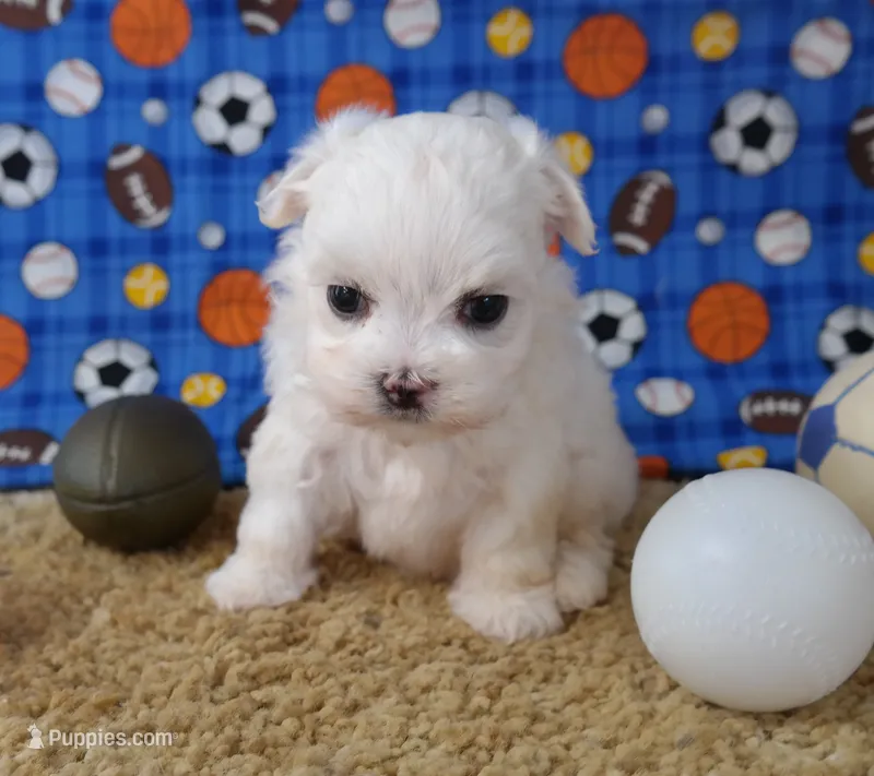 ID:16 – Maltese puppy for sale in Tama, IA