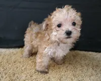 ID:005, a male Morkie for sale in Tama, IA – 2 of 3